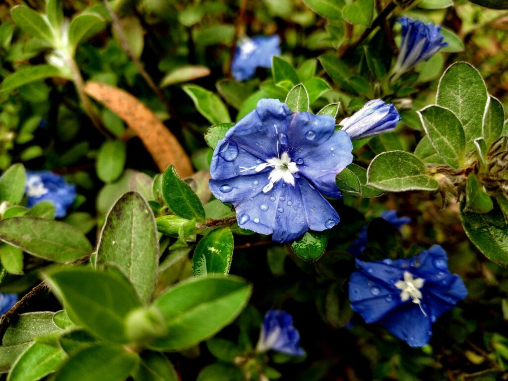 植物